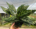 6" Aglaonema Mary Ann